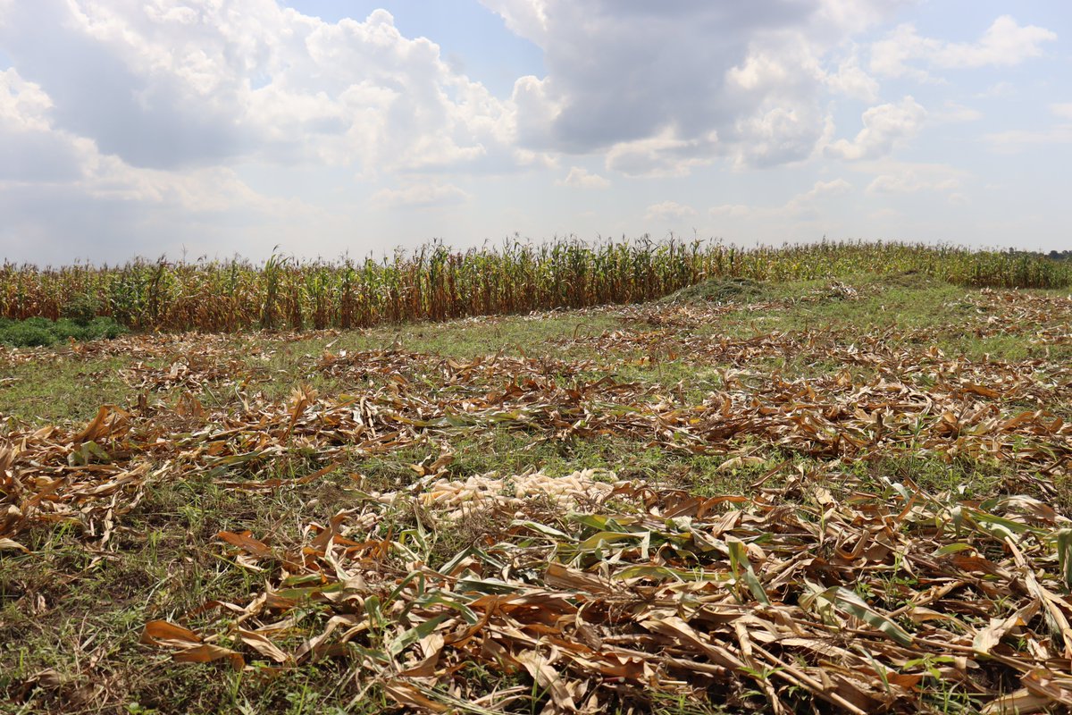 Tired of spending hours shelling maize by hand?

Let AgriShare make your harvest faster, easier, and more profitable!

AgriShare Maize Shellers help you:

-Save time and labor
-Reduce post-harvest losses
-Process more maize in less time
-Keep your grains clean and market-ready