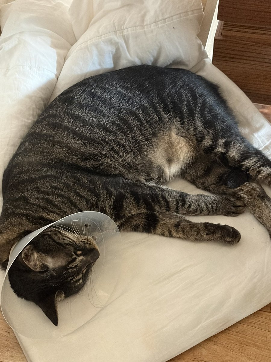 냥이 수술비 100만원 나와서
당장 내일부터 대전가면 컵라면만 먹어야함