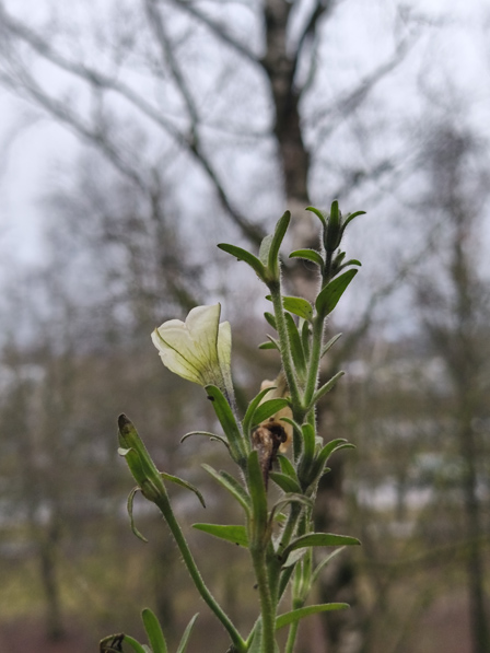 Коротко о погоде.15 декабря,Рига.Петунья на лоджии.