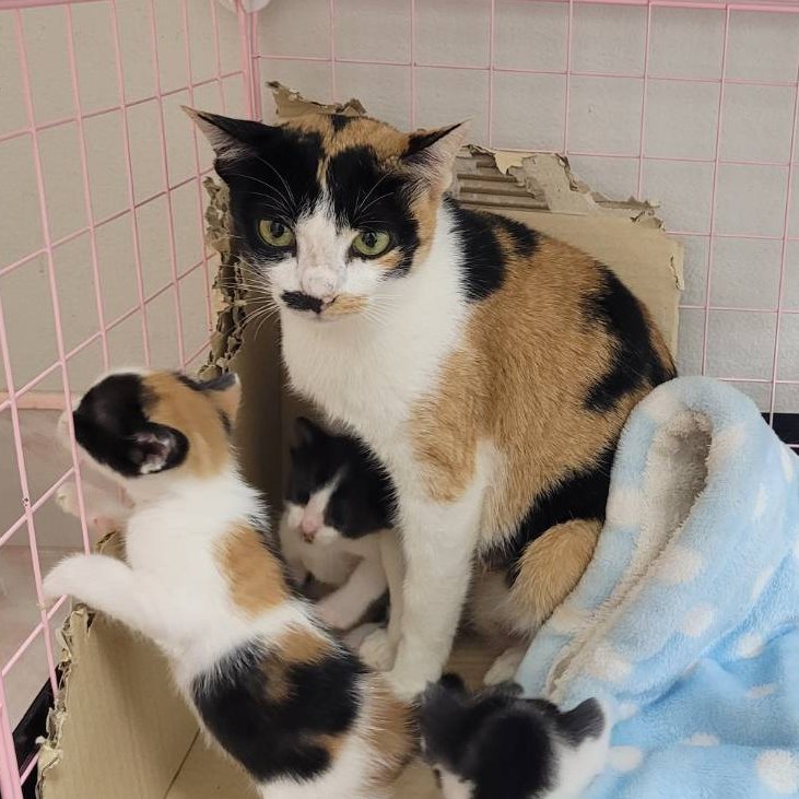 MaewHelpMaew's tweet image. ยัยมะปราง
แม่แมวหน้าตึง ที่เหมือนจะขี้เกียจเลี้ยงลูก แต่ก็เลี้ยงนะ
ฝากเอ็นดูยัยสามสี หนวดขาวครึ่งนึง ดำครึ่งนึงด้วยนะคะ 
เก๋ๆ เท่ๆ แบบนี้ ก็อยากมีบ้านเหมือนกันน้า

ยินดีทำหมัน และวัคซีนให้ก่อนย้านบ้าน

#ทาสแมว #แมวจรหาบ้าน #แมวหาบ้าน #แมวจร #ลูกแมวหาบ้าน #บีคริส