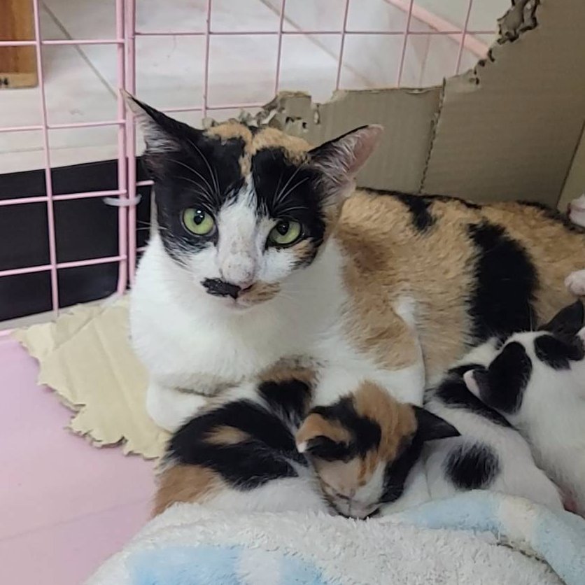 MaewHelpMaew's tweet image. ยัยมะปราง
แม่แมวหน้าตึง ที่เหมือนจะขี้เกียจเลี้ยงลูก แต่ก็เลี้ยงนะ
ฝากเอ็นดูยัยสามสี หนวดขาวครึ่งนึง ดำครึ่งนึงด้วยนะคะ 
เก๋ๆ เท่ๆ แบบนี้ ก็อยากมีบ้านเหมือนกันน้า

ยินดีทำหมัน และวัคซีนให้ก่อนย้านบ้าน

#ทาสแมว #แมวจรหาบ้าน #แมวหาบ้าน #แมวจร #ลูกแมวหาบ้าน #บีคริส