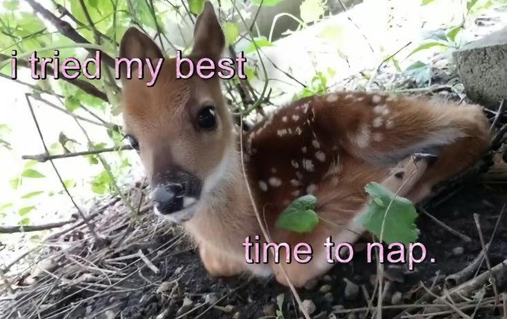 ipostdeer's tweet photo. gn https://t.co/rbG80uegkn