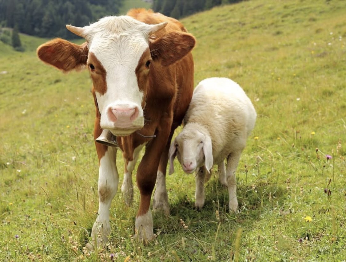 FUNIMALS_abc's tweet image. 