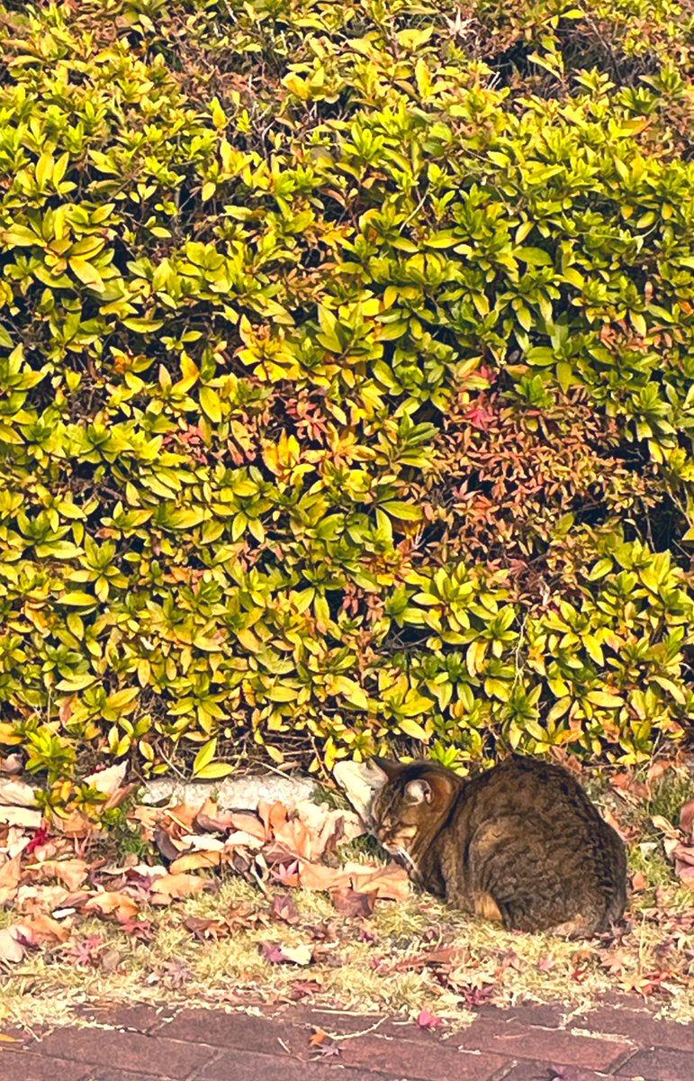 BebeSwallowtail's tweet image. 今年も一年ありがとね。来年もまた会えたらいいなぁ。山の頂上の子猫ちゃん。☺️