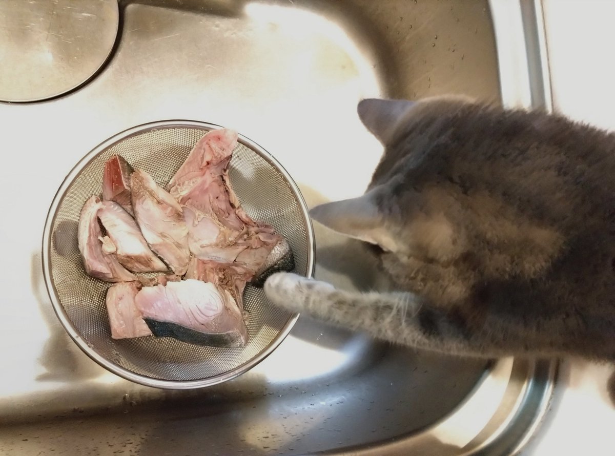 猫、飼い始めました (@D21nyankoro) / Posts / X