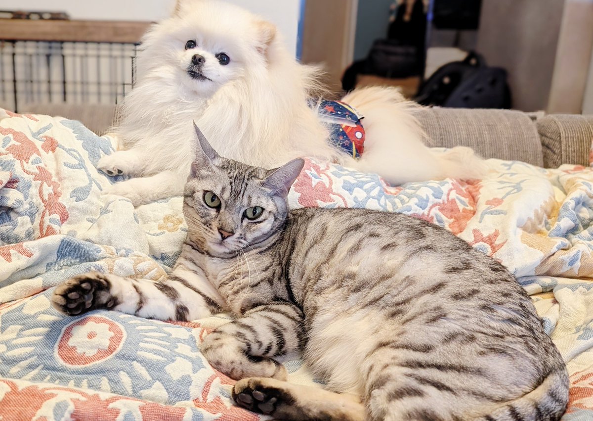 おこめ屋 (@chimaki0328) / Posts / X