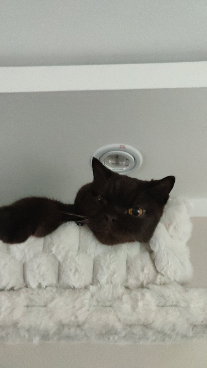 SpVVkyV's tweet image. Huge chiller