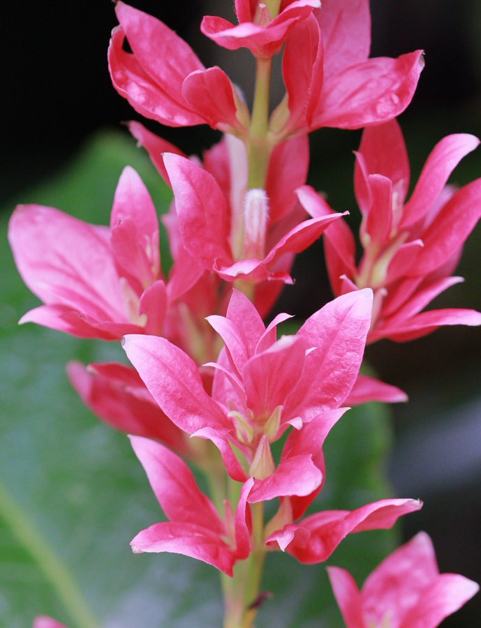 �\�[�V�����}�K�W���w�R�X���f�B�A�h�b�g�R��!!�x:�ŐV���𐏎��X�V��!!