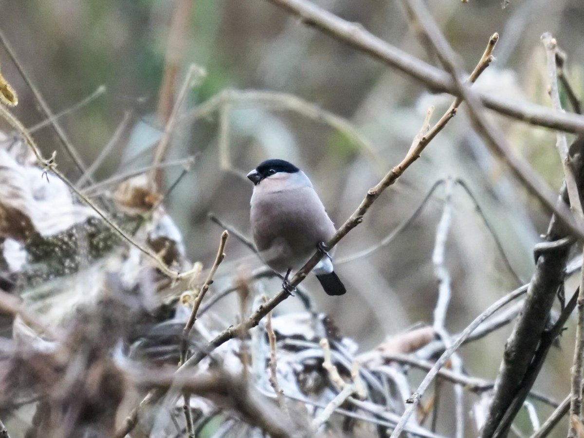 カメラ持って近所を歩いていたら、とても綺麗な鳴き声が聞こえました。
#ウソ