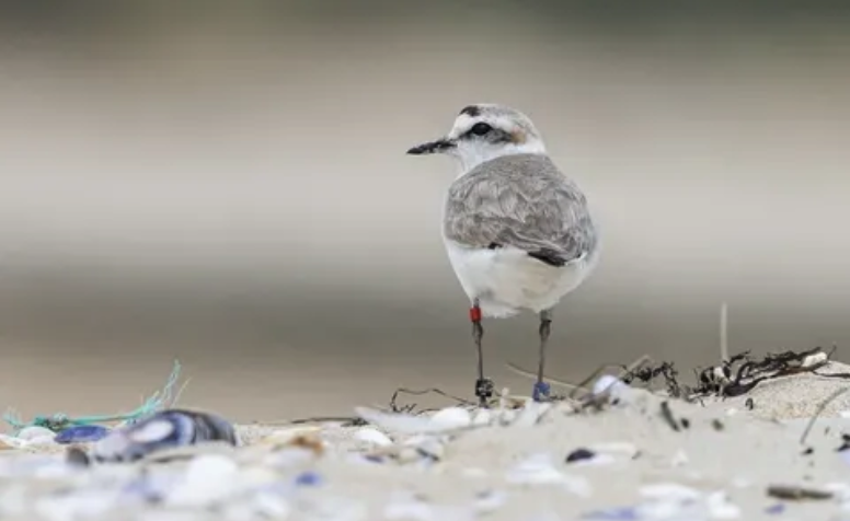 Iberalex_Poctep's tweet photo. Nueva imagen del concurso Ojo Chorlitejo Patinegro:
📸 @aves_corrubedo (J. A. Martín · W. Ibarra · S. García) nos acerca al chorlitejo patinegro en la costa de Galicia.
Un primer plano que recuerda la importancia de conservar nuestras playas. 🌊💚
#IBERALEX #ChorlitejoPatinegro https://t.co/huAFZ1E884