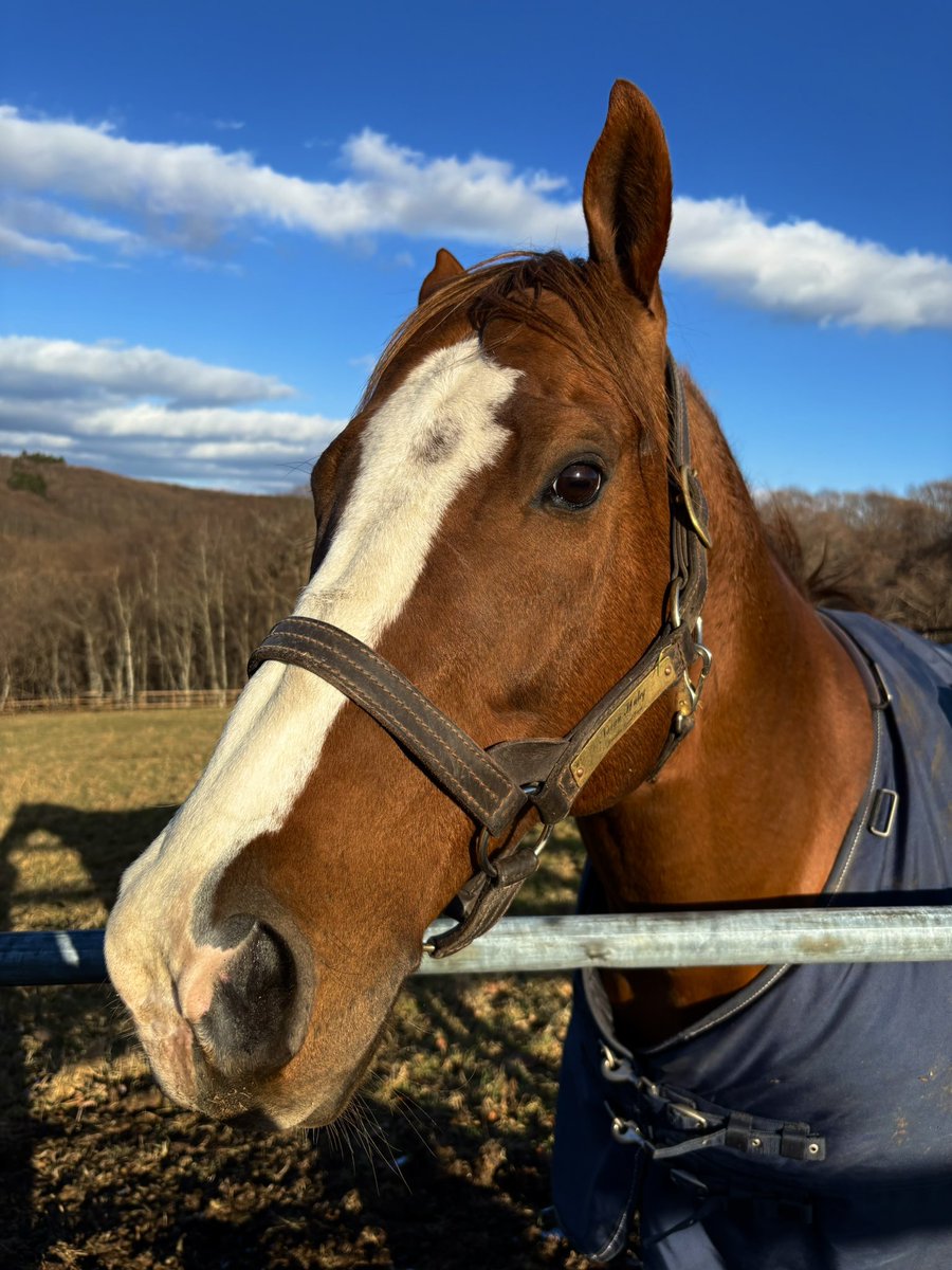高松宮記念を丸田騎手と共に制し、放牧地では元気に走り回ってると噂の