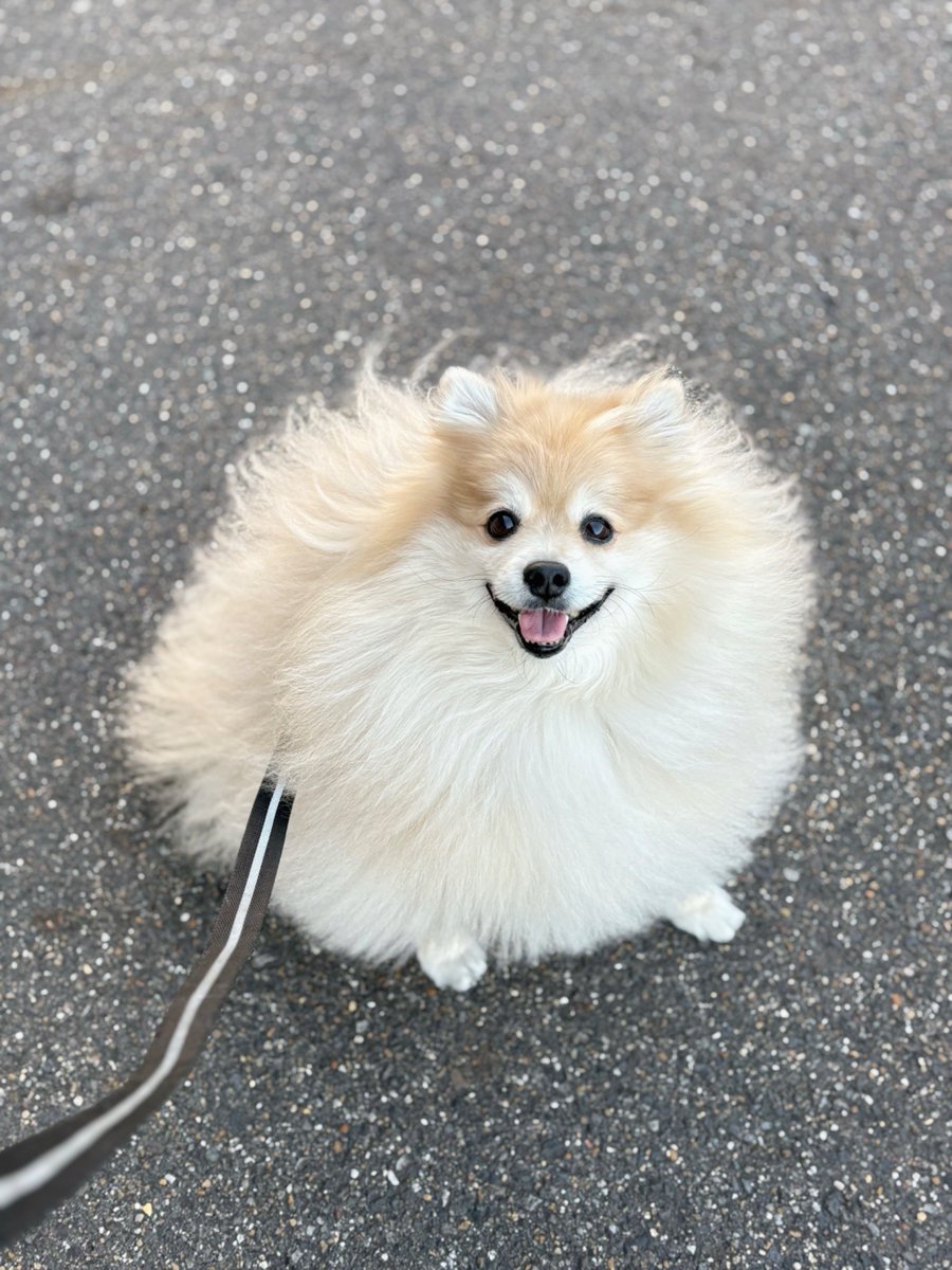 ポメころび様 妖(よう) (@snow_white_999) / Posts / X