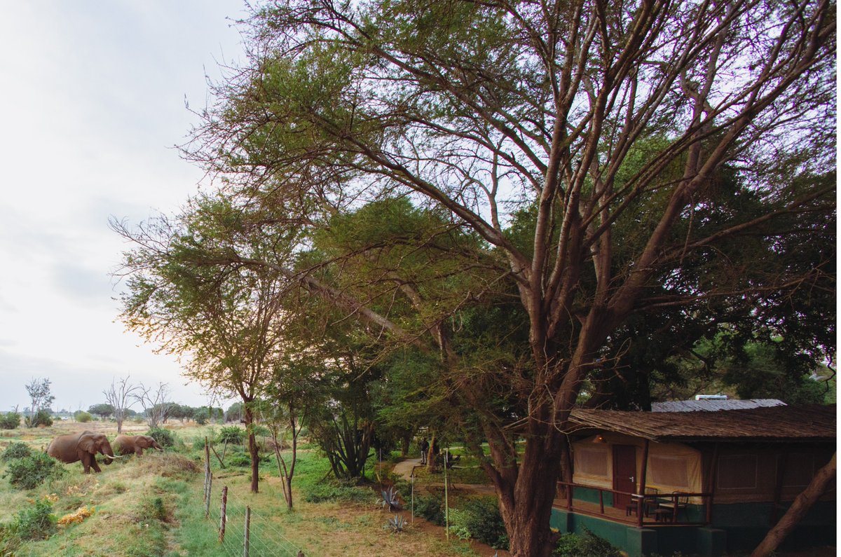 A wake-up call in the wild looks a little different out here. Birds chirping, monkeys chattering and elephants casually strolling past your tent.
📷 0796 890 890 / 0781 890 890
📷reservations@sentrim-hotels.com
#Sentrim #sentrimhotelsandlodges