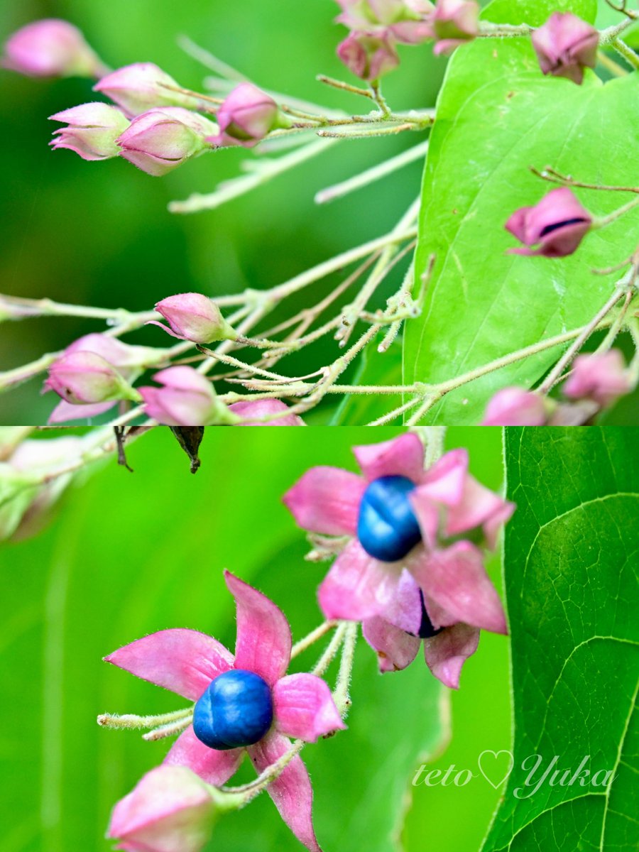 Nature Plants_hana_ Community on X - 337 Members