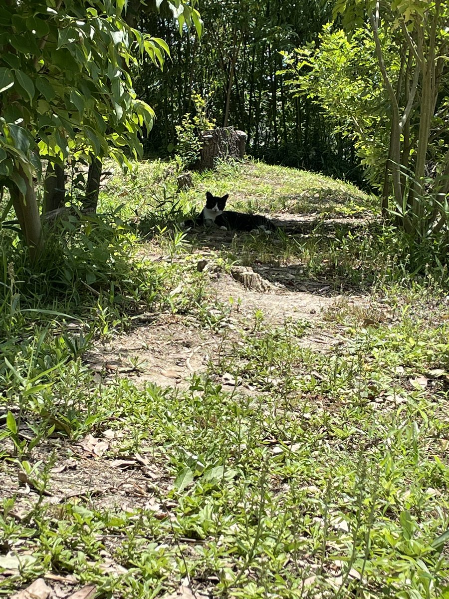 Cure2392's tweet image. 広めの庭がある家に住んでいた頃、認知リソースの多くが、どんな道具が草刈りに向いているかな、枯葉を効率的に集める方法はなんだろうという具体的で生活に直結した問いに自然と割り当てられていて、こういうリソースの使い方は治癒的だと感じたことがある。…