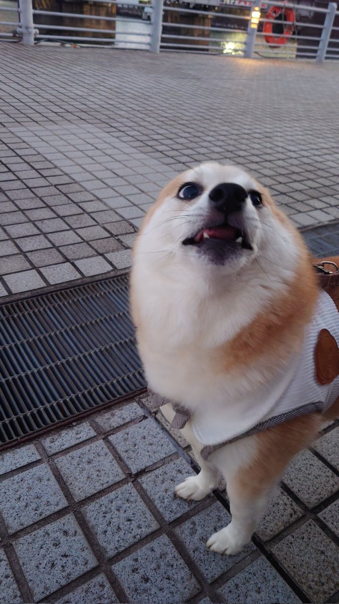 柴犬ししまる (@sisi3po) / Posts / X