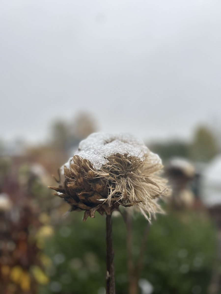 gardenorganicuk's tweet image. Our head gardener Emma shares some of her favourite plants to grow for architectural #seedheads – and natural #FestiveDecorations 👉 gardenorganic.org.uk/news/make-chri…