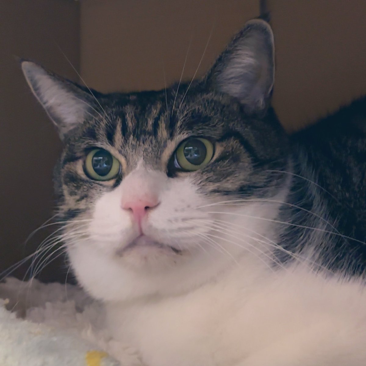 あんどわん tweet media