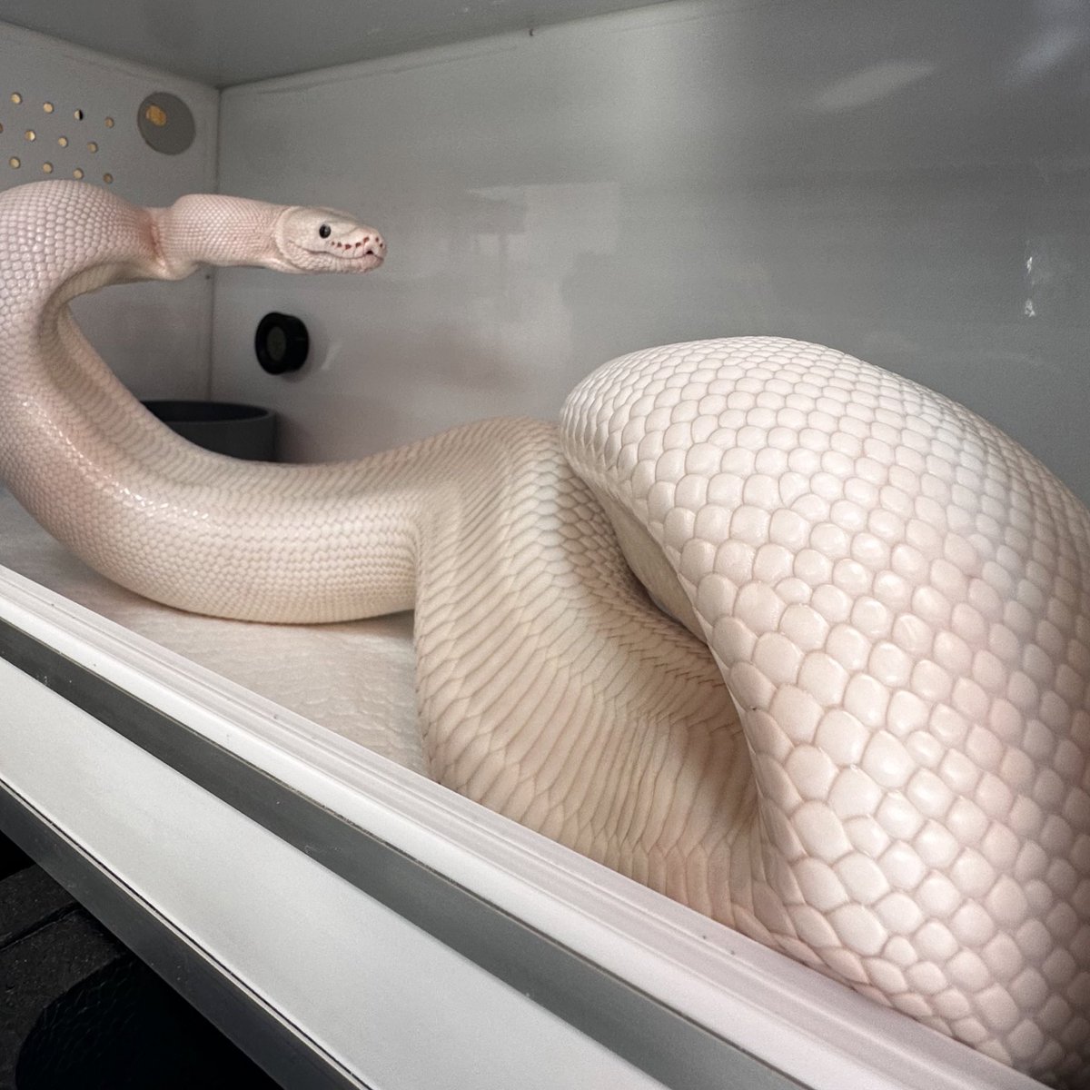 今日はラントレから洗車して白蛇を眺めた 休日充実🌸