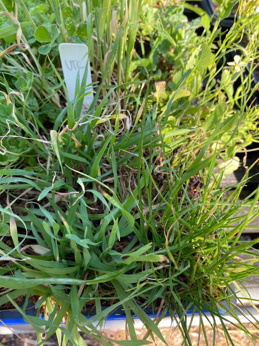 Roberto Busi tweet media