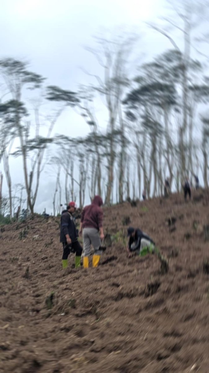 CentralsSC's tweet image. Banyaknya penggundulan kebun teh di Pangalengan, hari Minggu kemarin menanam pohon bersama rekan-rekan lainnya, walau masih terbilang "kecil" semoga bisa besar dan berlanjut dikemudian hari.

Nuhun @378_BOBOTOH + Bandung Friday Football Stret #Rispek🫡