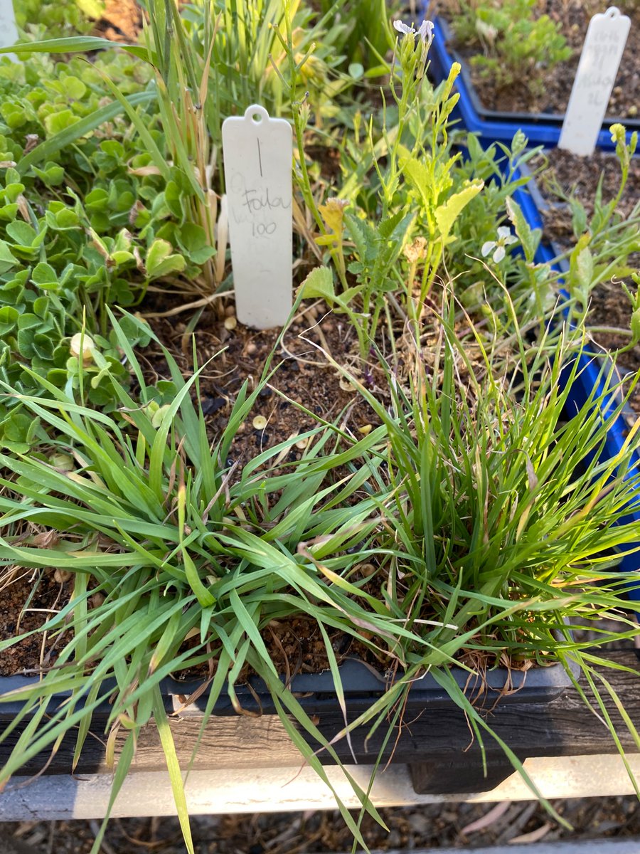 Roberto Busi tweet media