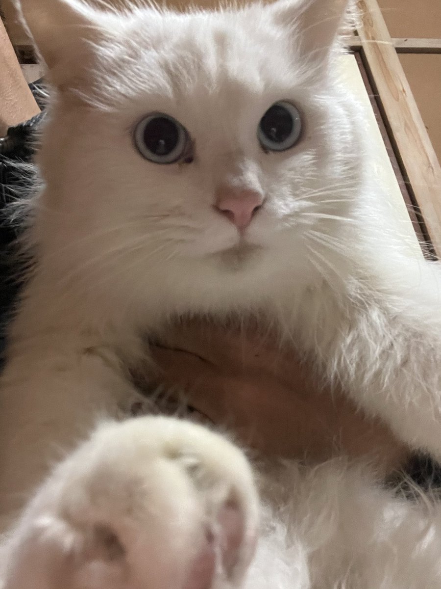 白猫親子3匹はみんな抱っこ好きです💕