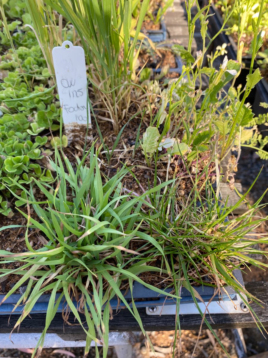 Roberto Busi tweet media