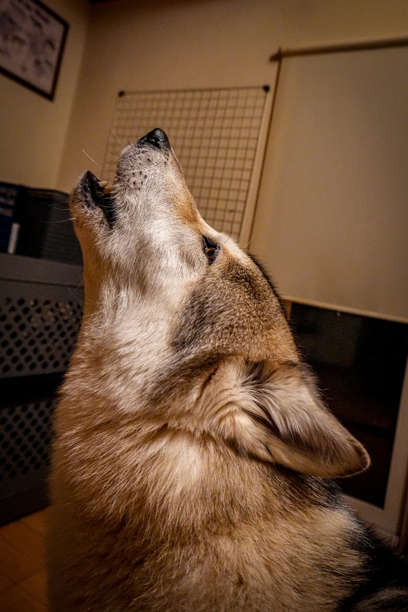 麦 (@mugi99747) / Posts / X