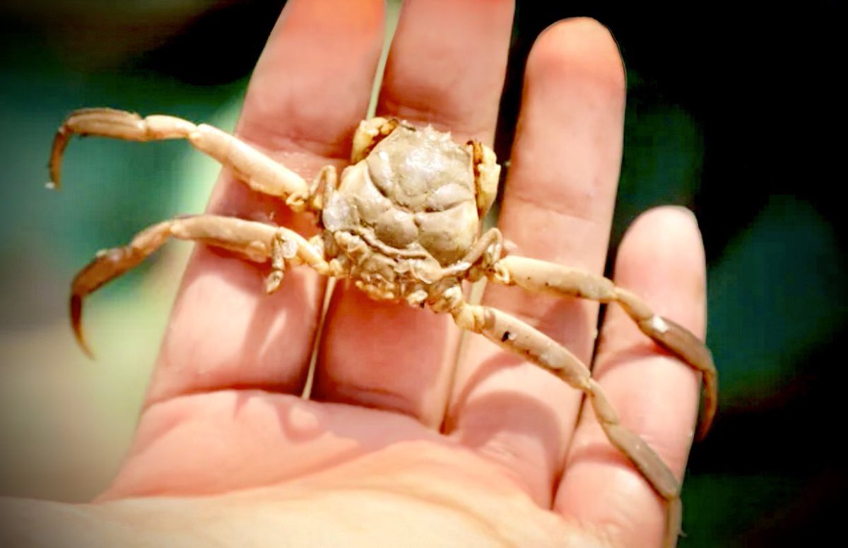 地元・山口県で隠れレアな蟹『平家蟹』をご紹介します🦀 源平合戦