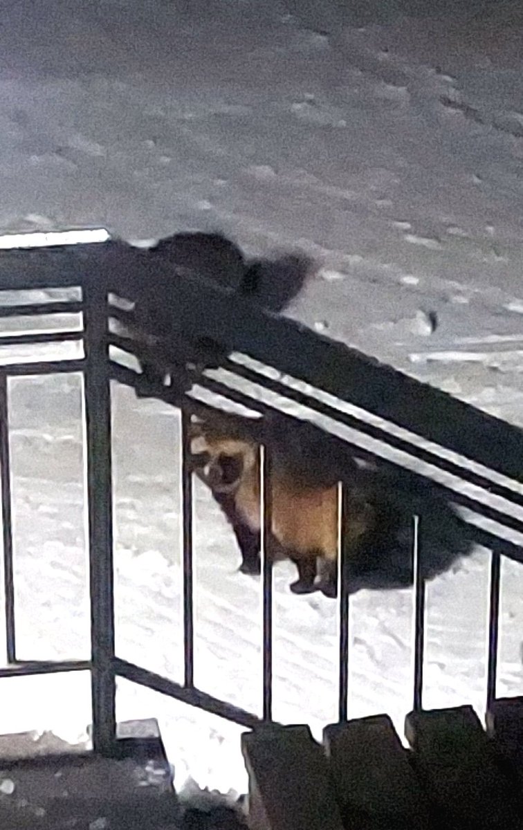 浅利与一義遠 tweet media