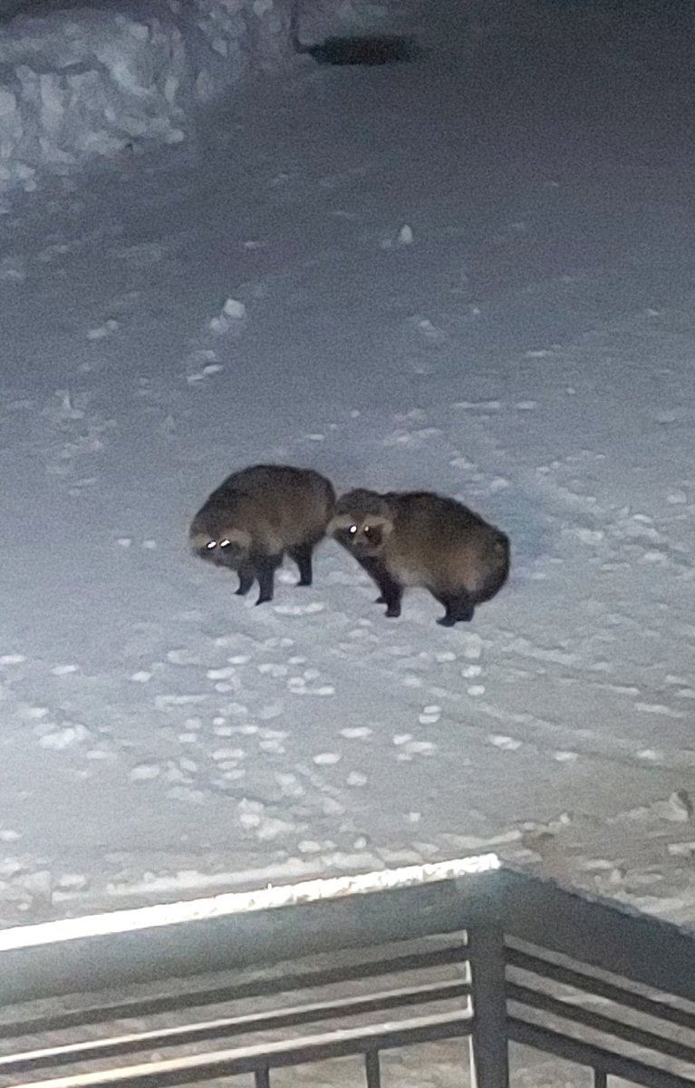 浅利与一義遠 tweet media