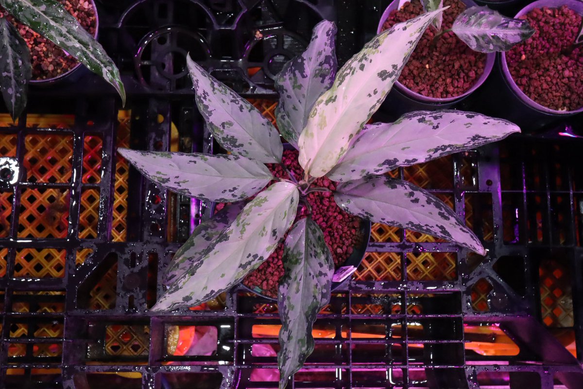 6000円値下げ　サバルヤシ　条件付き❗️超耐寒性 Jewel Plants Gifu (@Jewel_Plants) / Posts and Replies / X