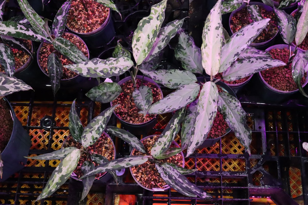 Jewel Plants Gifu (@Jewel_Plants) / Posts and Replies / X