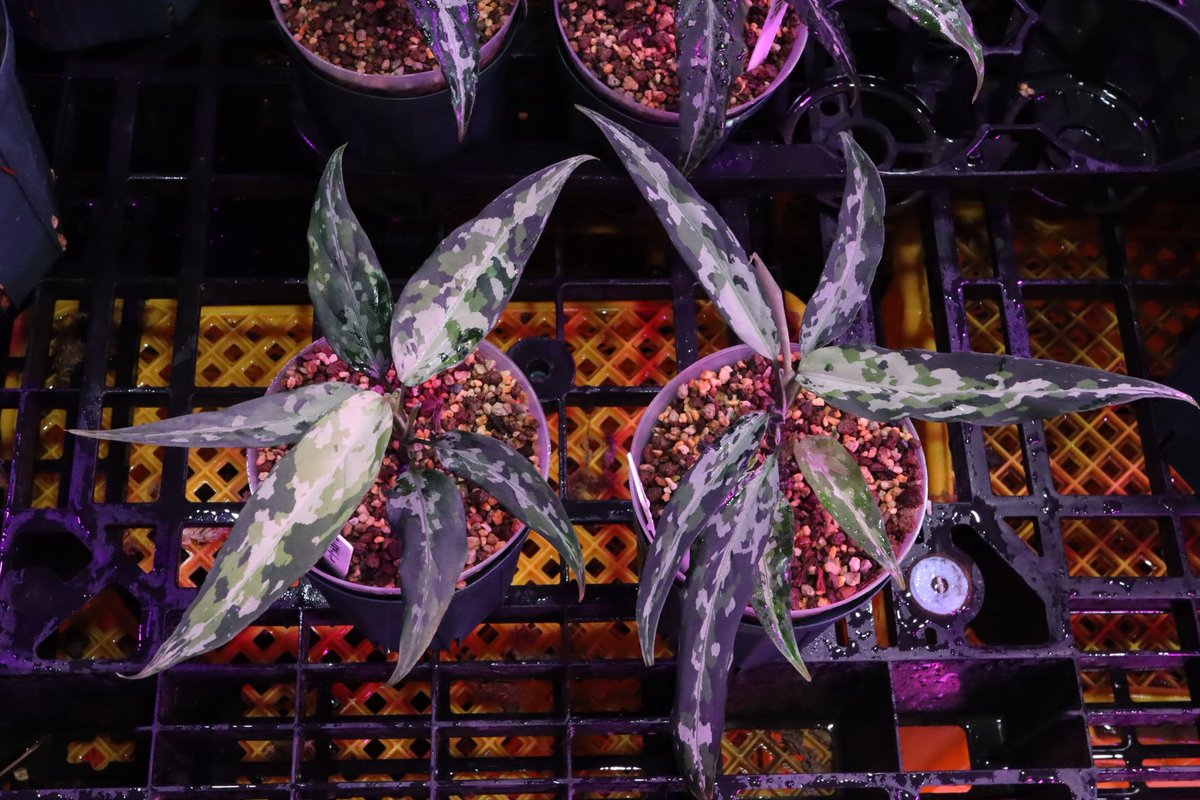 Jewel Plants Gifu (@Jewel_Plants) / Posts and Replies / X