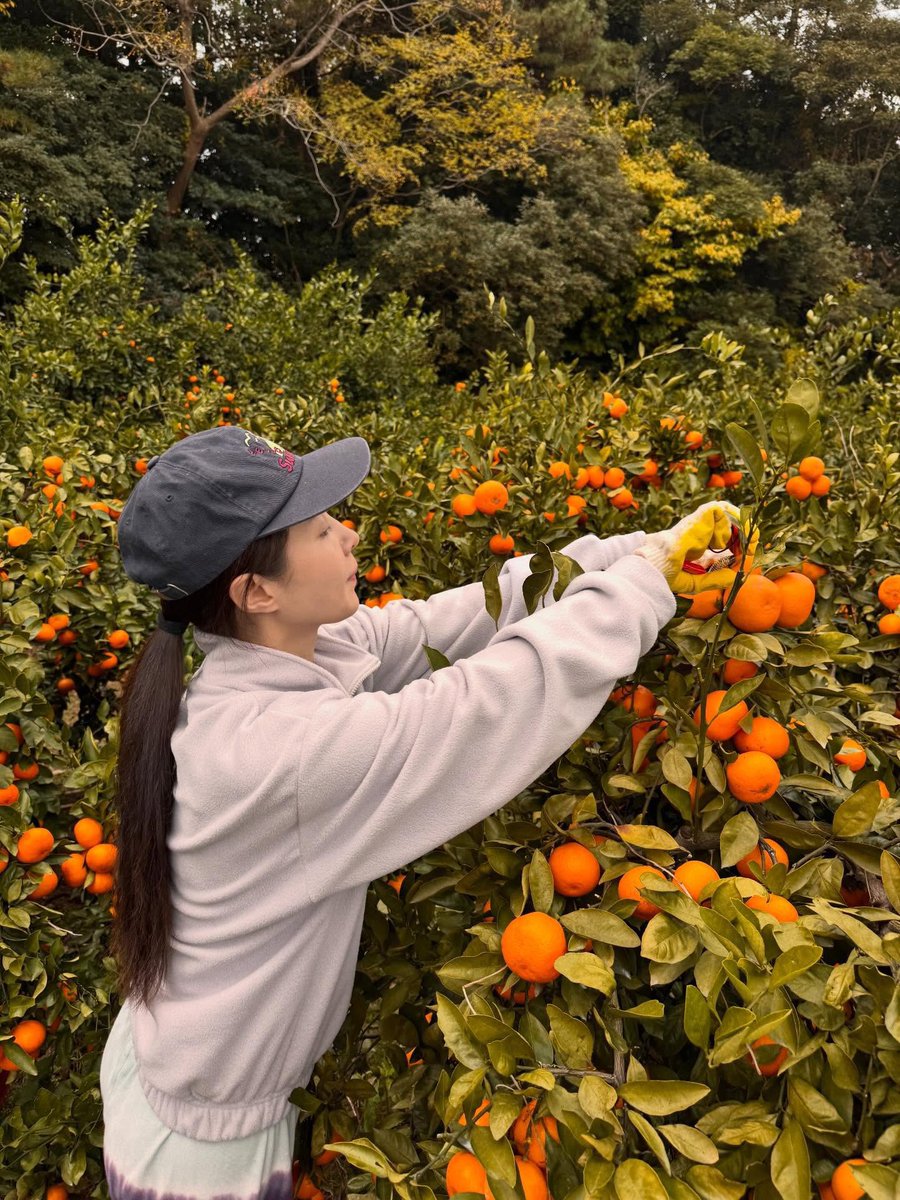 19891205s's tweet photo. 권유리 청년농부 사건:
어느 날 제주도민 유리가 귤따기를 했는데 보내달라는 팬들의 반응을 보고 진짜로 팬들에게 귤을 박스째 보내준 사건이다 멤버들은 이를 보고 본인들도 귤을 달라고 하였다 https://t.co/YX1kimJ8mj