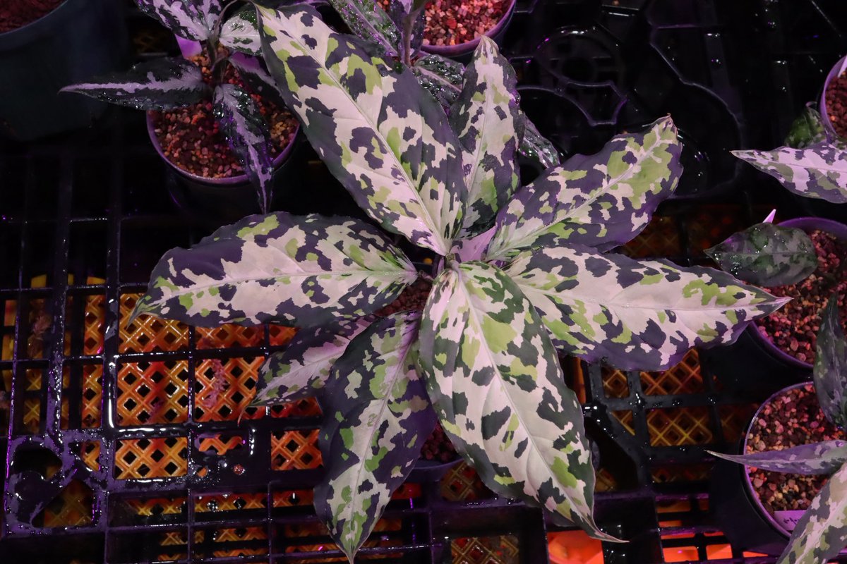 Jewel Plants Gifu (@Jewel_Plants) / Posts and Replies / X