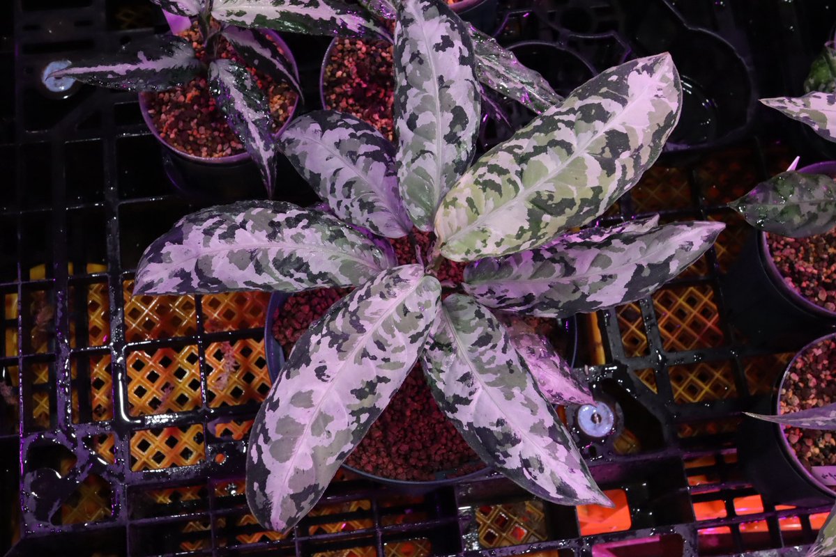 Jewel Plants Gifu (@Jewel_Plants) / Posts and Replies / X