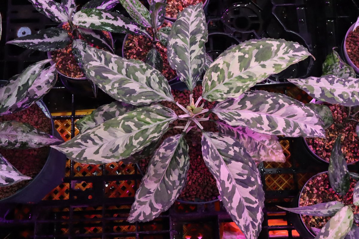 Jewel Plants Gifu (@Jewel_Plants) / Posts and Replies / X