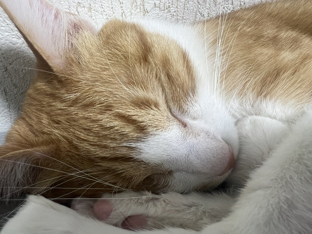 わか【狙撃族】🌱😈 tweet media