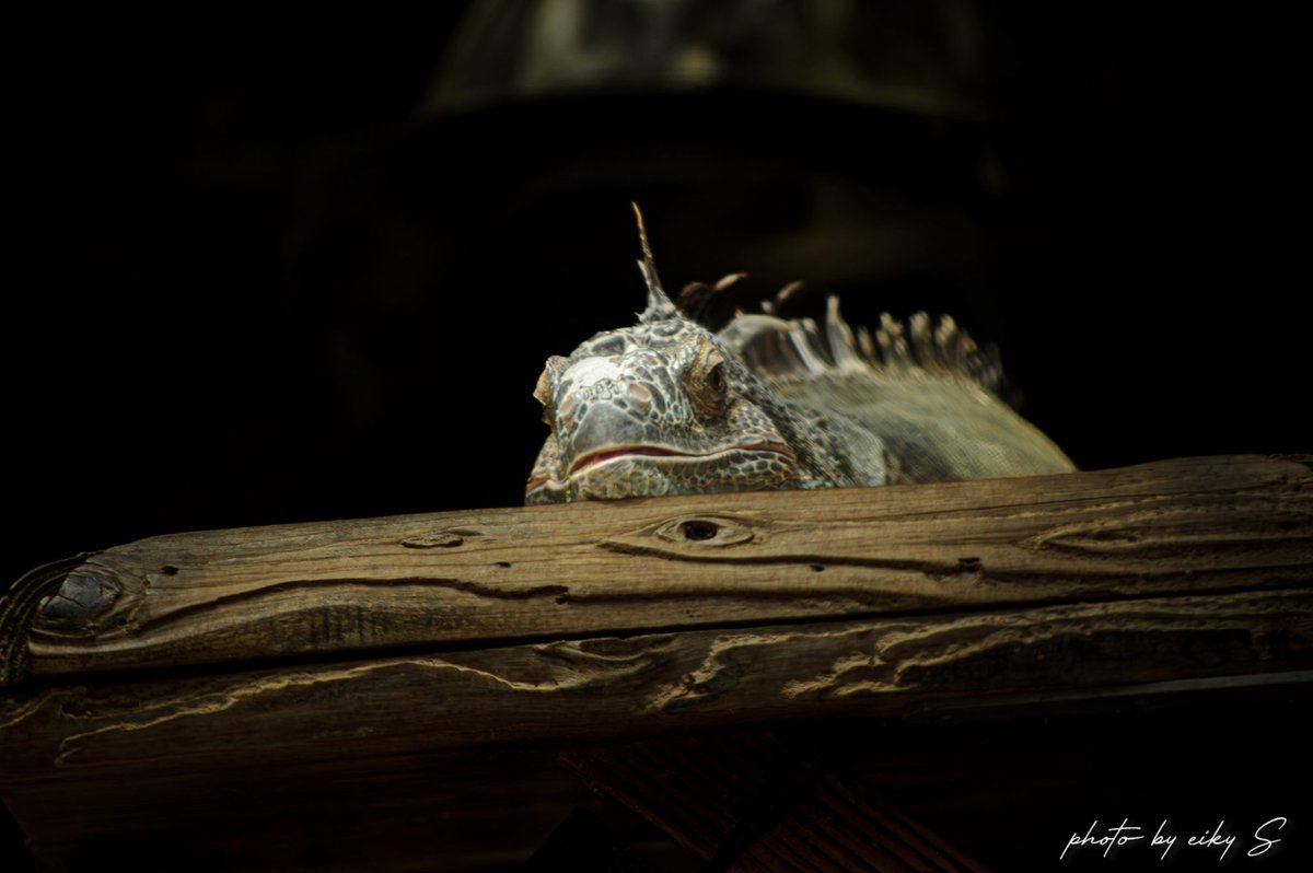 続 上野動物園の可愛い子達
昨日のマヌルネコも是非現地き見に行って。