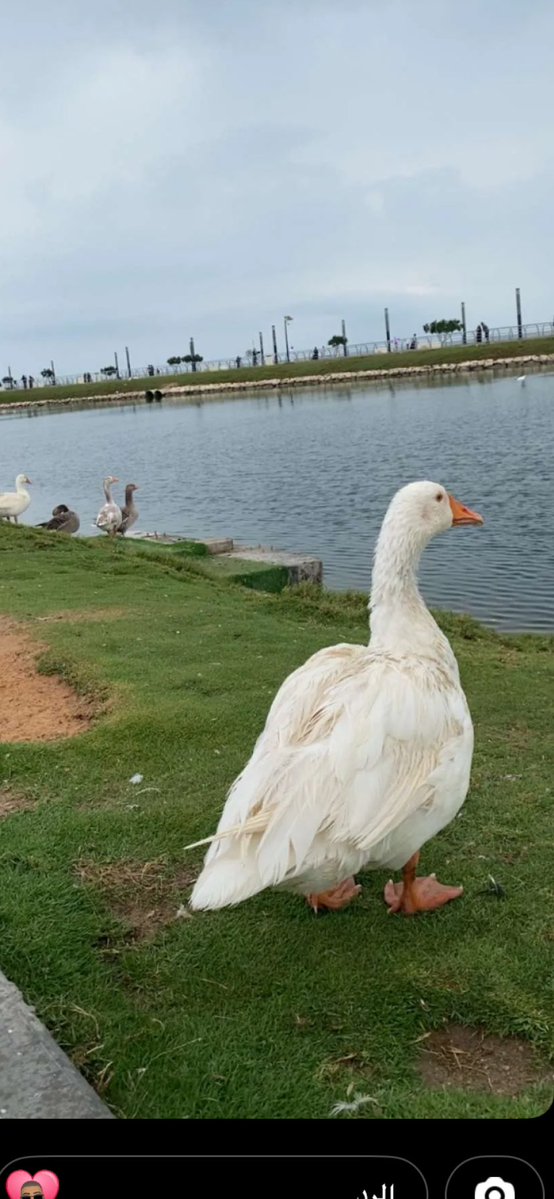 أجر الصوت أجر الصوت من جرحٍ براني

  ألا والجرح الا والجرح أكبر من زماني

#صباح_الاجواء_الحلوه 
#الخبر_الان