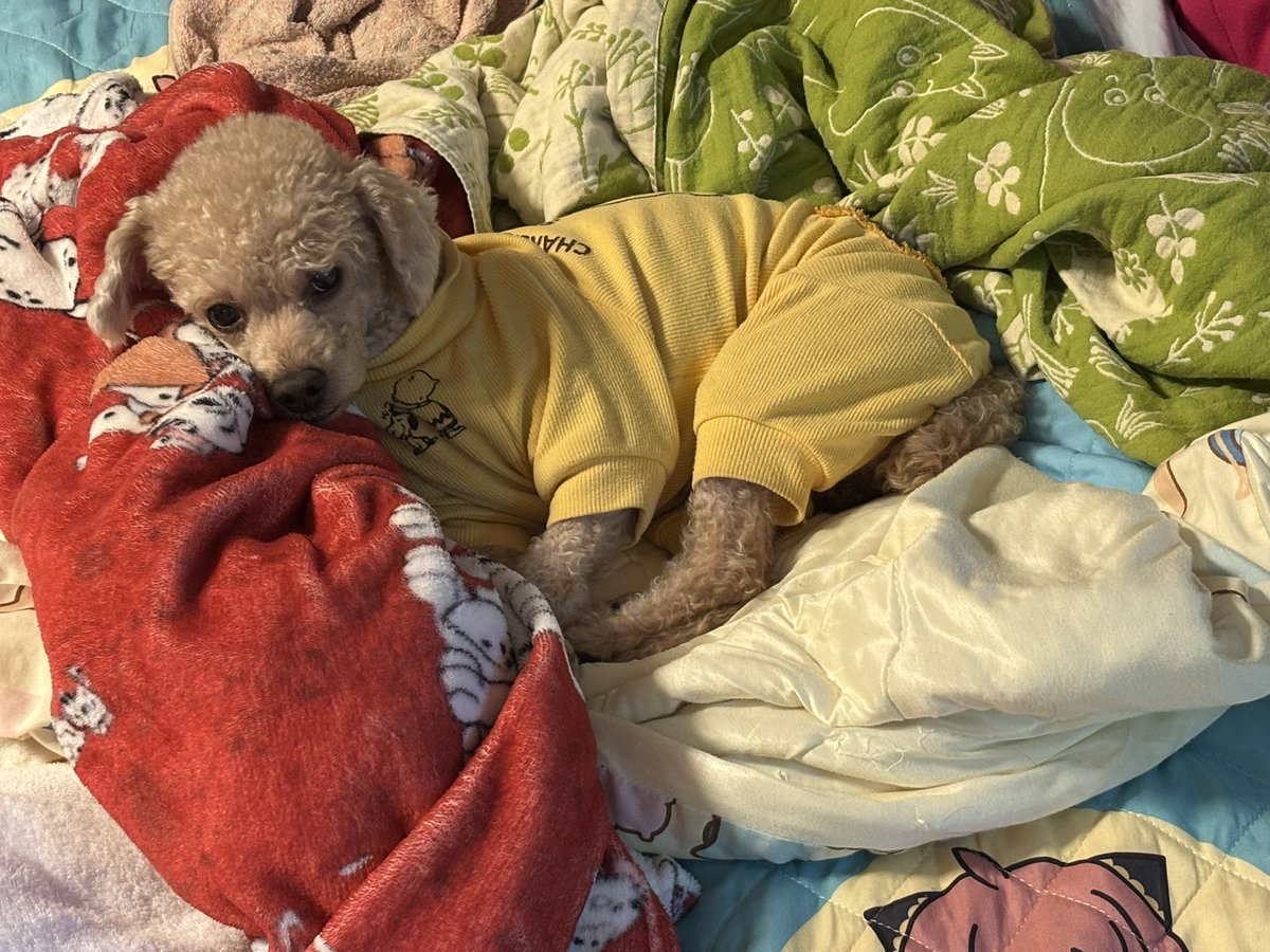 みんなのかめちゃん🎙🌈🐢 (@Utaibito_kame) / Posts / X