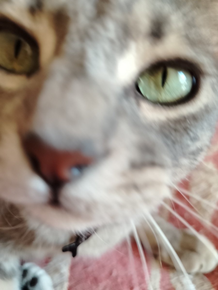 PabliskyAR's tweet photo. @lunarfq Gatico says hi :p https://t.co/0dEJtcW0cX