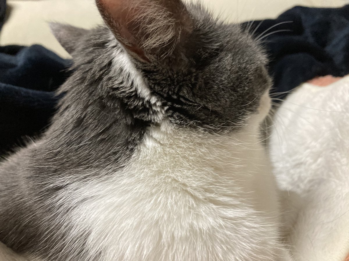 🍨おしや🍨 (@0shiya) / Posts / X