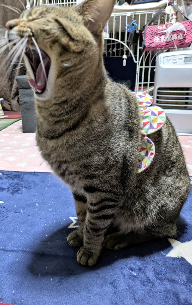 🦋よし子😻💚⋆͛🦋⋆͛«٩(*´ ꒳ `*)۶»💚🦋 (@geena0904) / Posts / X