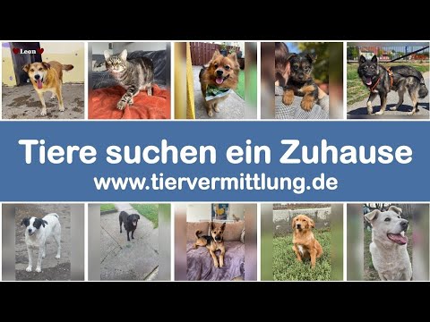 Tiere suchen ein Zuhause | Tiervermittlung.de |: #tiervermittlung #adoptierenstattkaufen #tierschutz #tierheim #hunde #katzen #haustiere #rescuedog #rescuecat Hier sind die Links für mehr Informationen zu den vorgestellten Tieren im Video: León:… dlvr.it/TPqdn0