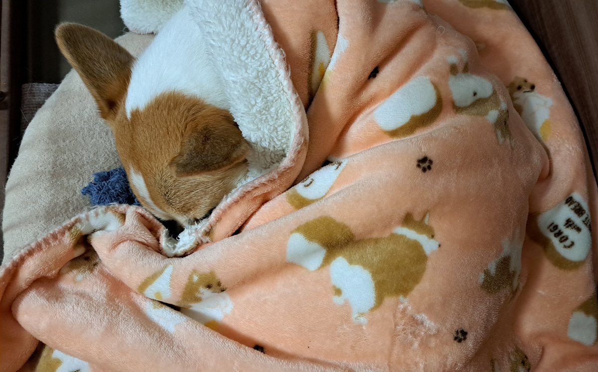 おやすみなさい～💤 またね✋🐾