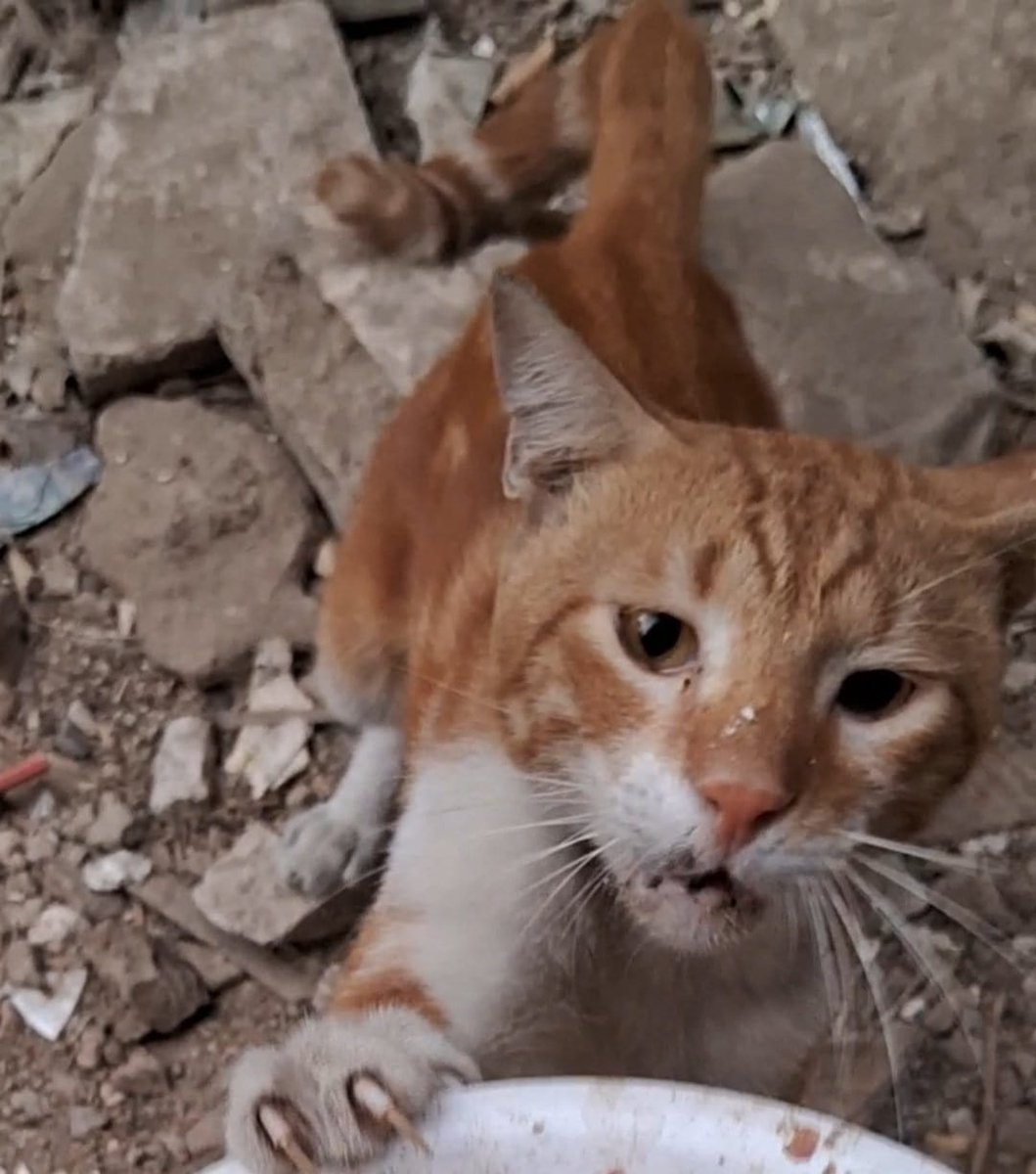 AnimalFriendsAF's tweet image. 🚨 WE ARE DYING A LITTLE EVERY NIGHT 🚨
This is not hardship. This is a slow, merciless collapse. We don’t wake up anymore, we survive the night by accident. Hunger has eaten our bodies hollow. Cold has crawled into our bones &amp;amp; refuses to leave. We're quiet now, not because the…