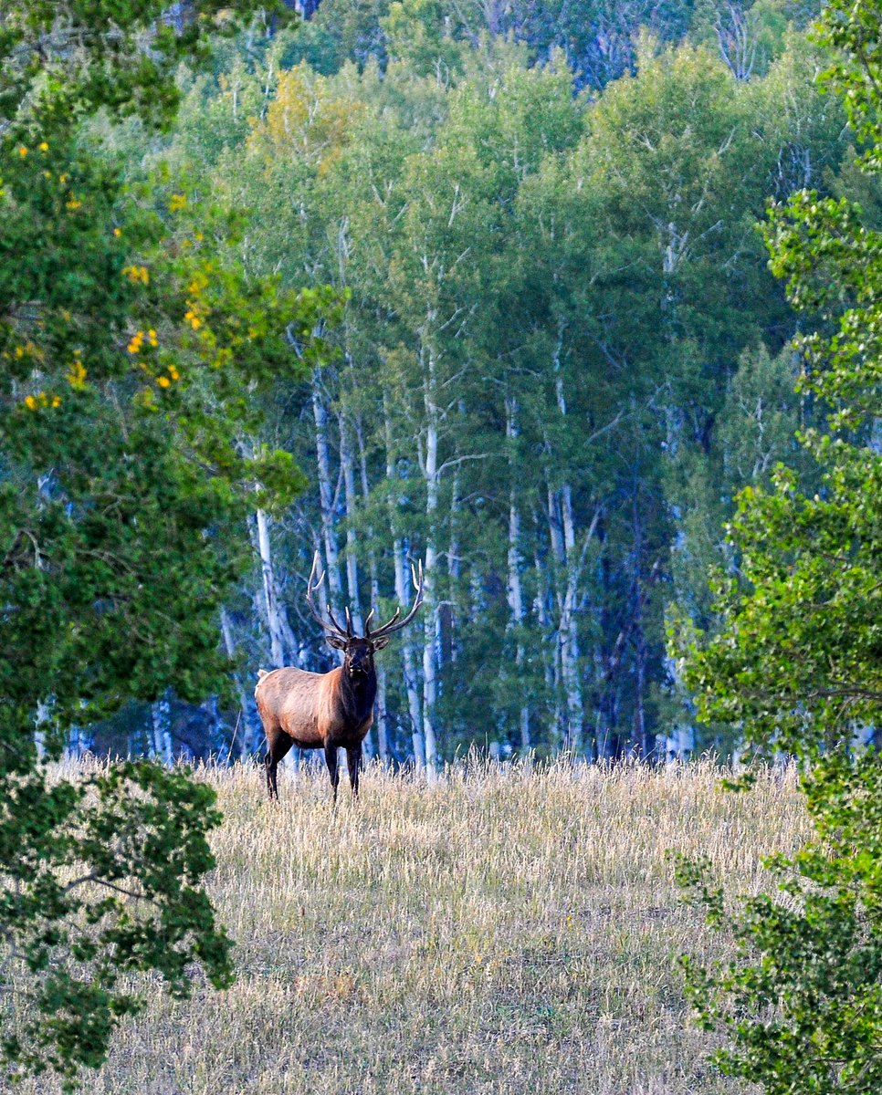 RMEF's tweet image. Mr. Majestic #rmef #conservingAmericasbiggame